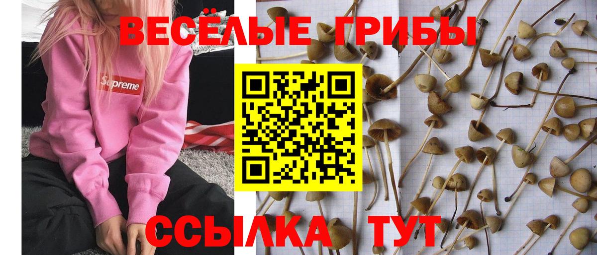 Геленджик  Галлюциногенные грибы мухоморы  Вход с VPN 